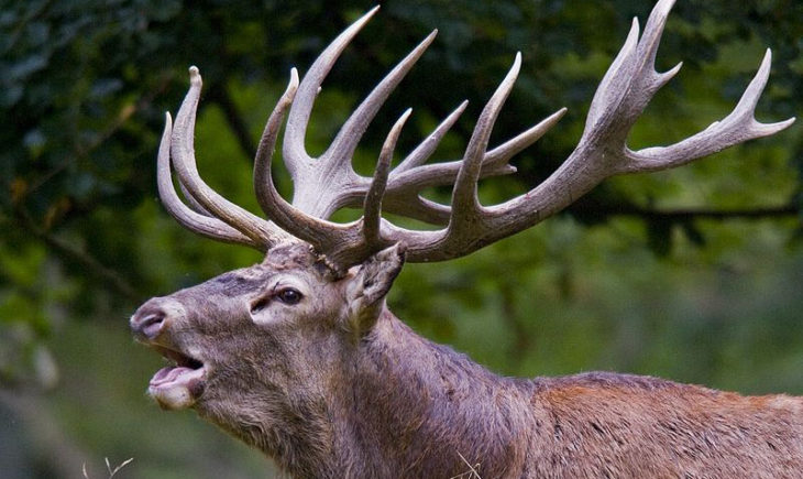 What is Antlers? From wikipedia.org